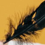Una pluma negra en la puerta
