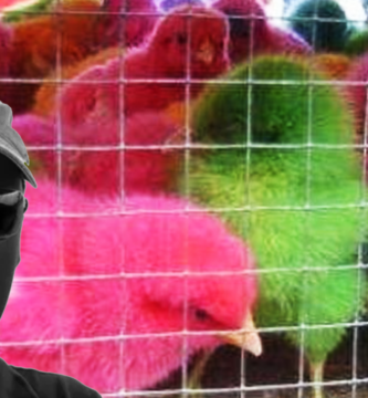 Por qué les dicen POLLITOS DE COLORES a los criminales